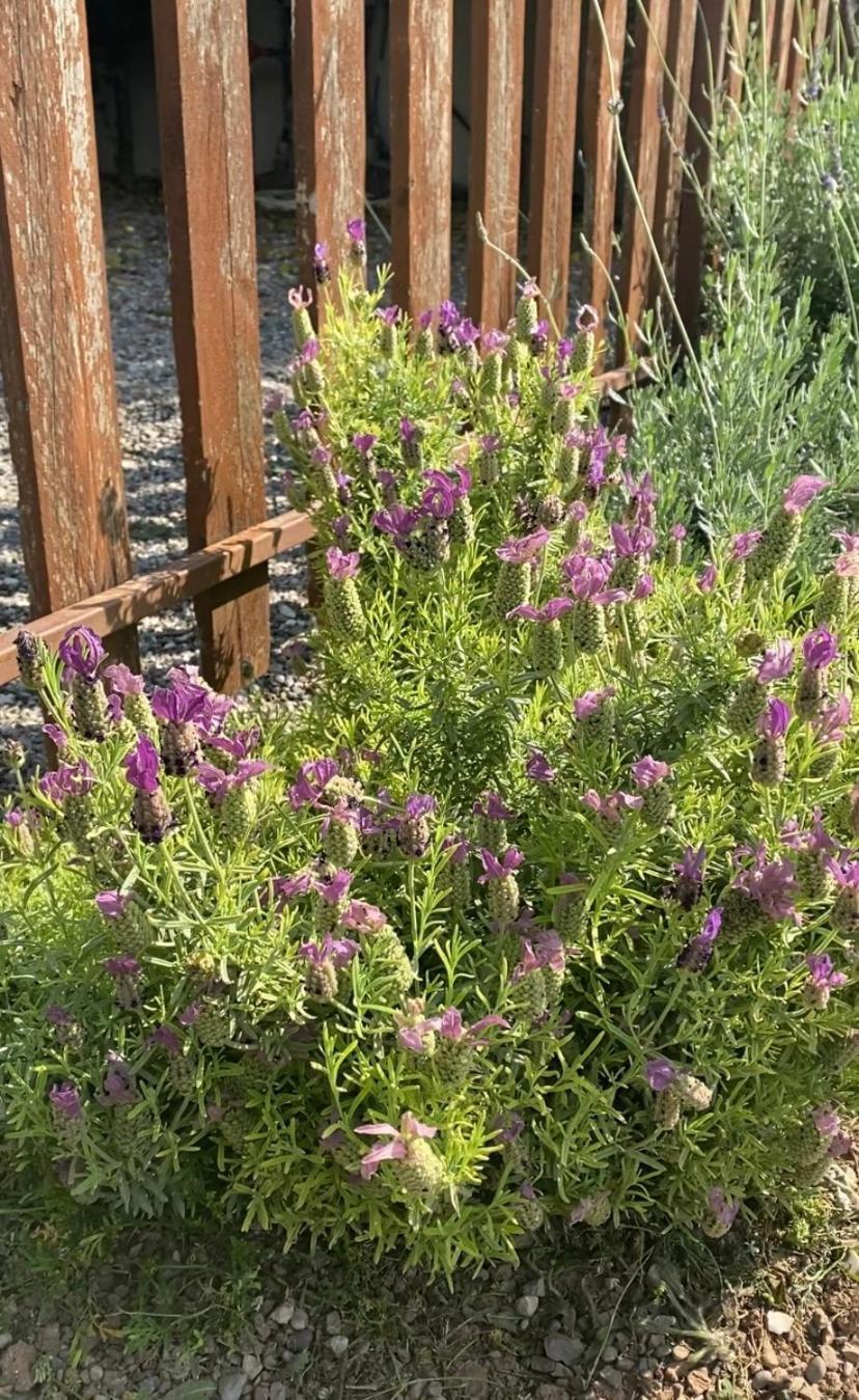 Lavender Farm House Nafpaktos Esterno foto